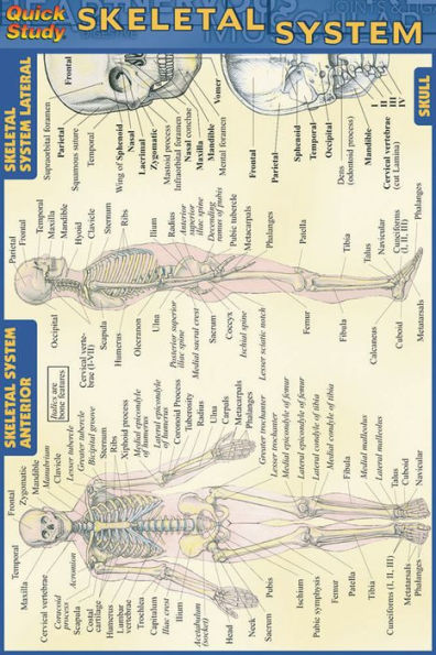 Skeletal System
