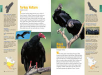 Alternative view 2 of Raptor!: A Kid's Guide to Birds of Prey