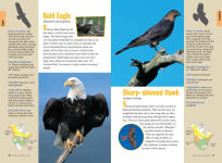 Alternative view 3 of Raptor!: A Kid's Guide to Birds of Prey