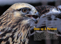 Alternative view 4 of Raptor!: A Kid's Guide to Birds of Prey