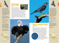 Alternative view 5 of Raptor!: A Kid's Guide to Birds of Prey