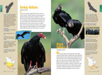 Alternative view 7 of Raptor!: A Kid's Guide to Birds of Prey