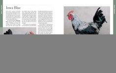 Alternative view 4 of Storey's Illustrated Guide to Poultry Breeds: Chickens, Ducks, Geese, Turkeys, Emus, Guinea Fowl, Ostriches, Partridges, Peafowl, Pheasants, Quails, Swans