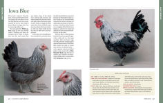 Alternative view 5 of Storey's Illustrated Guide to Poultry Breeds: Chickens, Ducks, Geese, Turkeys, Emus, Guinea Fowl, Ostriches, Partridges, Peafowl, Pheasants, Quails, Swans
