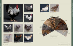 Alternative view 6 of Storey's Illustrated Guide to Poultry Breeds: Chickens, Ducks, Geese, Turkeys, Emus, Guinea Fowl, Ostriches, Partridges, Peafowl, Pheasants, Quails, Swans