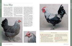 Alternative view 7 of Storey's Illustrated Guide to Poultry Breeds: Chickens, Ducks, Geese, Turkeys, Emus, Guinea Fowl, Ostriches, Partridges, Peafowl, Pheasants, Quails, Swans
