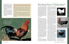 Alternative view 8 of Storey's Illustrated Guide to Poultry Breeds: Chickens, Ducks, Geese, Turkeys, Emus, Guinea Fowl, Ostriches, Partridges, Peafowl, Pheasants, Quails, Swans
