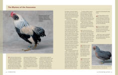 Alternative view 9 of Storey's Illustrated Guide to Poultry Breeds: Chickens, Ducks, Geese, Turkeys, Emus, Guinea Fowl, Ostriches, Partridges, Peafowl, Pheasants, Quails, Swans