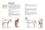 Alternative view 11 of How to Think Like a Horse: The Essential Handbook for Understanding Why Horses Do What They Do