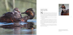 Alternative view 4 of Water Babies: The Hidden Lives of Baby Wetland Birds