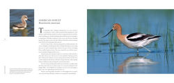 Alternative view 5 of Water Babies: The Hidden Lives of Baby Wetland Birds