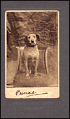 Prince and Other Dogs: 1850-1940