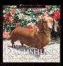 The Dachshund: A Dog For Town and Country