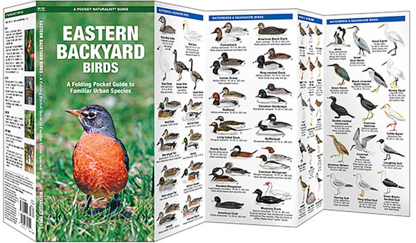 Eastern Backyard Birds