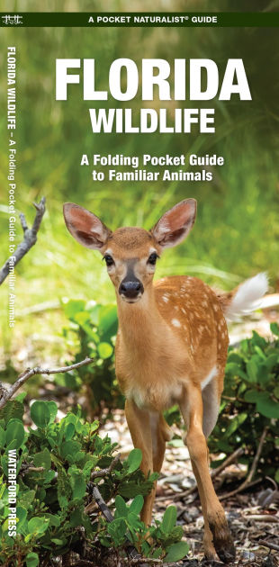 Florida Wildlife: A Folding Pocket Guide to Familiar Animals by James Kavanagh, Waterford Press, Raymond Leung, Other Format | Barnes & Noble® Florida Wildlife: A Folding Pocket Guide to Familiar Animals by James Kavanagh, Waterford Press, Raymond Leung, Other Format | Barnes & Noble®