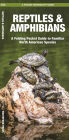Reptiles & Amphibians: A Folding Pocket Guide to Familiar North American Species