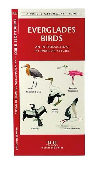 Everglades Birds: A Folding Pocket Guide to Familiar Species