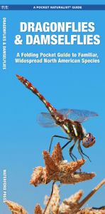 Dragonflies and Damselflies: An Introduction to Familiar, Widespread North American Species