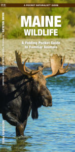 Maine Wildlife: An Introduction to Familiar Species