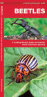 Beetles: A Folding Pocket Guide to Familiar North American Species