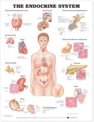 Title: The Endocrine System Anatomical Chart, Author: Anatomical Chart Company