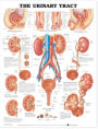 The Urinary Tract Anatomical Chart