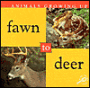 Fawn to Deer