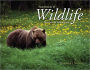 Four Seasons of Wildlife: Montana and Yellowstone