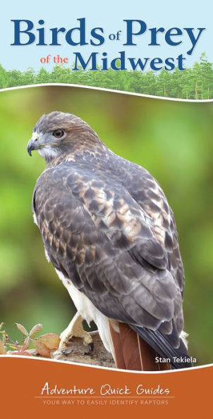 Birds of Prey of the Midwest: Your Way to Easily Identify Raptors