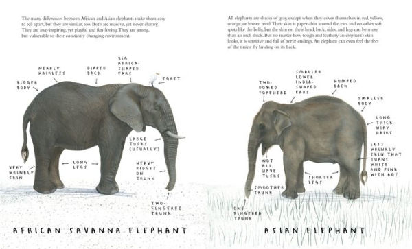 The Elephant