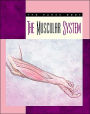 The Muscular System