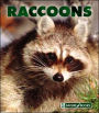 Raccoons
