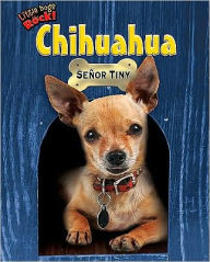Chihuahua: Señor Tiny
