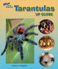 Tarantulas Up Close