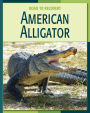 American Alligator