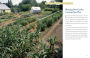 Alternative view 8 of The Vegetable Gardener's Bible, 2nd Edition: Discover Ed's High-Yield W-O-R-D System for All North American Gardening Regions: Wide Rows, Organic Methods, Raised Beds, Deep Soil