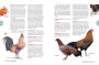 Alternative view 3 of The Chicken Encyclopedia: An Illustrated Reference