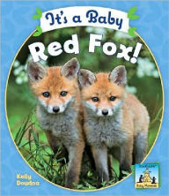 It's a Baby Red Fox!