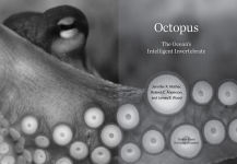 Alternative view 11 of Octopus: The Ocean's Intelligent Invertebrate