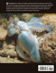 Alternative view 14 of Octopus: The Ocean's Intelligent Invertebrate