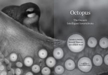 Alternative view 3 of Octopus: The Ocean's Intelligent Invertebrate