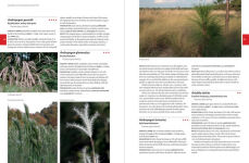 Alternative view 3 of Native Plants of the Southeast: A Comprehensive Guide to the Best 460 Species for the Garden