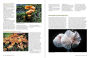 Alternative view 7 of California Mushrooms: The Comprehensive Identification Guide