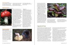 Alternative view 8 of California Mushrooms: The Comprehensive Identification Guide