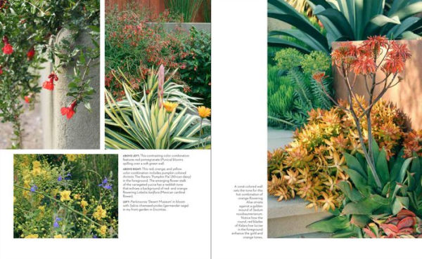 Hot Color, Dry Garden: Inspiring Designs and Vibrant Plants for the Waterwise Gardener