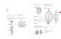Alternative view 6 of A Botanist's Vocabulary: 1300 Terms Explained and Illustrated