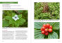 Alternative view 6 of Pacific Northwest Medicinal Plants: Identify, Harvest, and Use 120 Wild Herbs for Health and Wellness