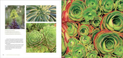 Alternative view 11 of The Bold Dry Garden: Lessons from the Ruth Bancroft Garden