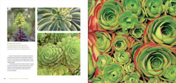 Alternative view 16 of The Bold Dry Garden: Lessons from the Ruth Bancroft Garden