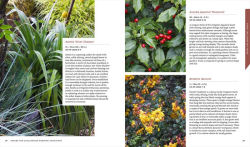 Alternative view 12 of Shrubs: Discover the Perfect Plant for Every Place in Your Garden